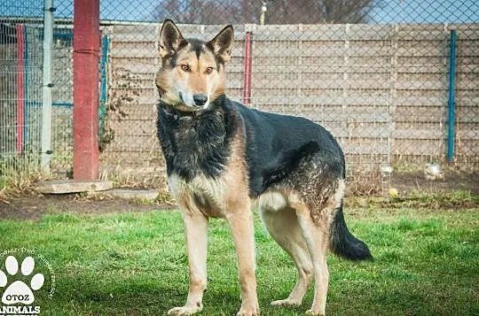 OTOZ Animals - Natan - owczarkowaty psiak skazany na łańcuch i beczke!, Pomorskie, Tczew