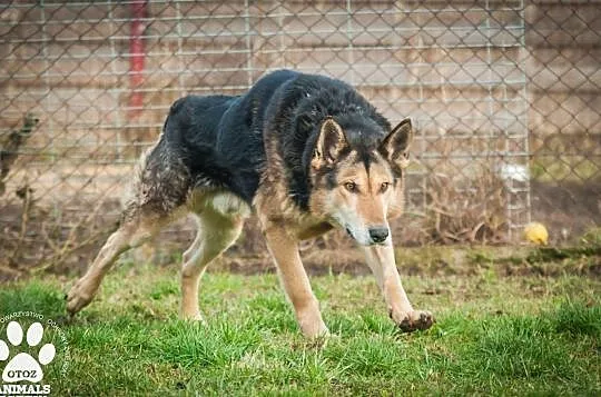 OTOZ Animals - Natan - owczarkowaty psiak skazany na łańcuch i beczke!, Pomorskie, Tczew