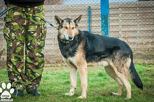 OTOZ Animals - Natan - owczarkowaty psiak skazany na łańcuch i beczke!, Pomorskie, Tczew