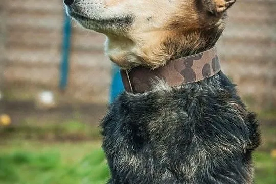 OTOZ Animals - Natan - owczarkowaty psiak skazany na łańcuch i beczke!, Pomorskie, Tczew