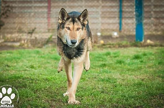 OTOZ Animals - Natan - owczarkowaty psiak skazany na łańcuch i beczke!, Pomorskie, Tczew