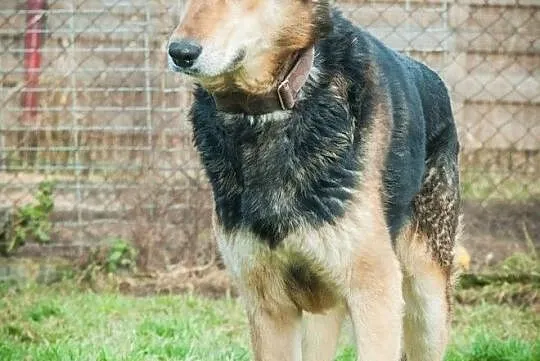 OTOZ Animals - Natan - owczarkowaty psiak skazany na łańcuch i beczke!, Pomorskie, Tczew