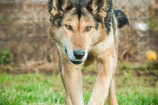 OTOZ Animals - Natan - owczarkowaty psiak skazany na łańcuch i beczke!, Pomorskie, Tczew