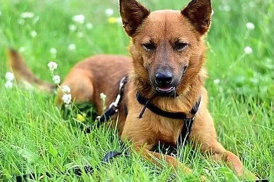 Mądry,łagodny,spokojny,przesympatyczny,zaszczepiony,średni psiak CZAKI.Adopcja, , Bydgoszcz