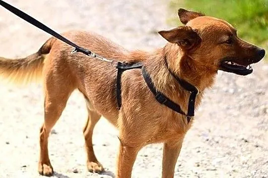 Mądry,łagodny,spokojny,przesympatyczny,zaszczepiony,średni psiak CZAKI.Adopcja, , Bydgoszcz