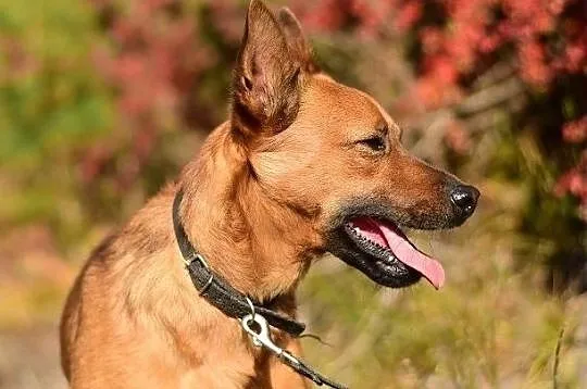 Mądry,łagodny,spokojny,przesympatyczny,zaszczepiony,średni psiak CZAKI.Adopcja, , Bydgoszcz