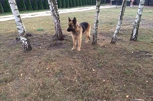 Owczrek niemiecki porzucona mika aktualne,  Owczar