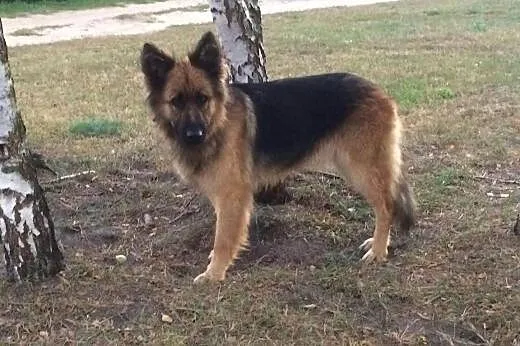 Owczrek niemiecki porzucona mika aktualne,  Owczar