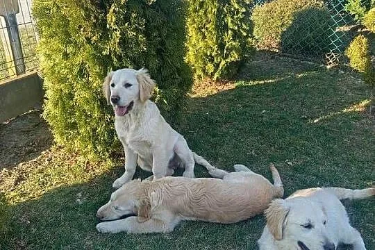 Golden retriever
