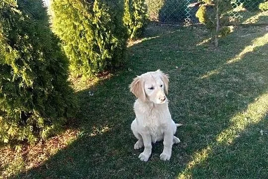 Golden retriever, Świętokrzyskie, Gągolin