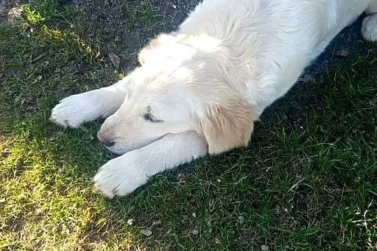 Golden retriever, Świętokrzyskie, Gągolin