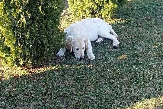 Golden retriever, Świętokrzyskie, Gągolin