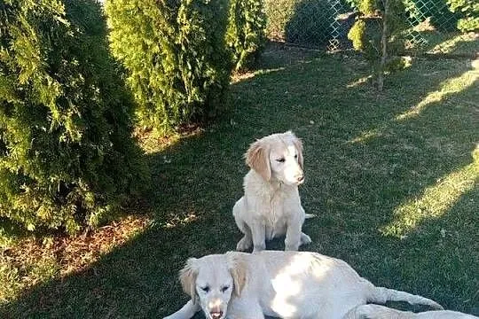 Golden retriever, Świętokrzyskie, Gągolin