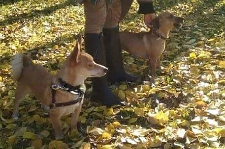 Pokochaj raz jeszcze Kubusia, niegdyś słodkiego sz