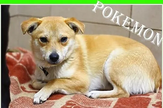 POKEMON-mały 5kg, spokojny, niesmiały piesek,ks.zdrowia,szczepienieDAM