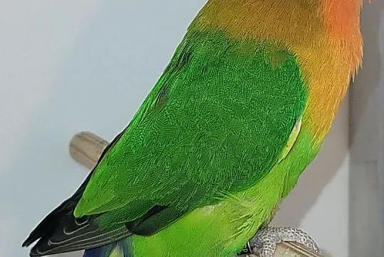 Nierozłączki Agapornis Fischeri, Podlaskie, Sokółka