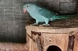 Ptaki