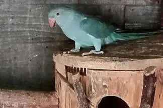 Ptaki