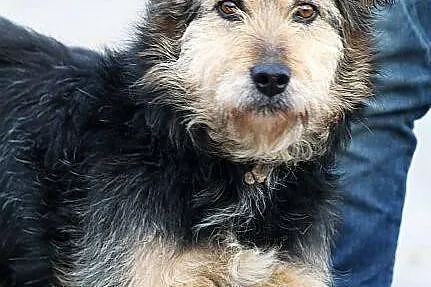 Gołda do adopcji