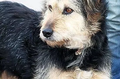 Gołda do adopcji
