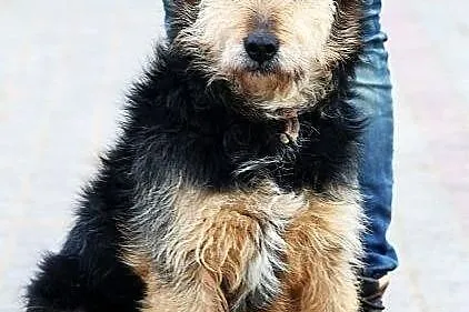 Gołda do adopcji