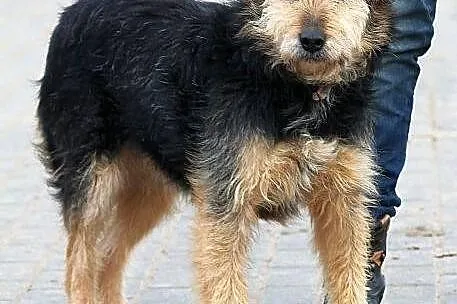 Gołda do adopcji