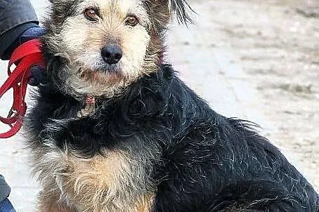 Gołda do adopcji