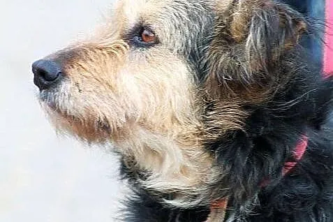 Gołda do adopcji