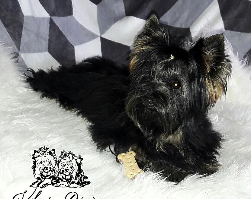 Yorkshire Terrier różne odmiany kolorystyczne PASZPORT!!!, Łódzkie, Sędziejowice-Kolonia