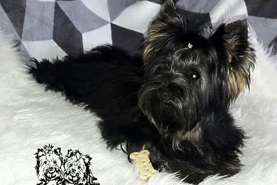 Yorkshire Terrier różne odmiany kolorystyczne PASZPORT!!!, Łódzkie, Sędziejowice-Kolonia