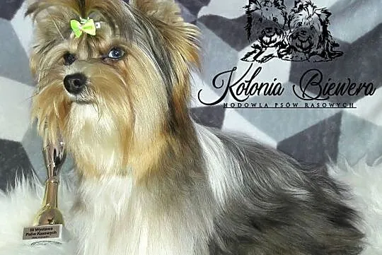 Yorkshire Terrier różne odmiany kolorystyczne PASZPORT!!!, Łódzkie, Sędziejowice-Kolonia