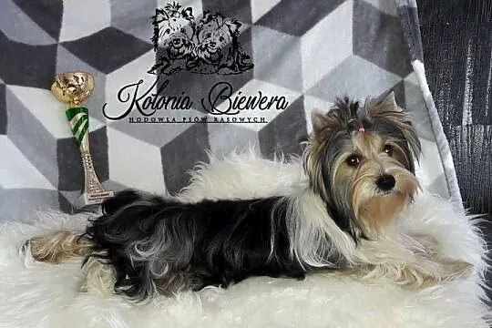 Yorkshire Terrier różne odmiany kolorystyczne PASZPORT!!!, Łódzkie, Sędziejowice-Kolonia