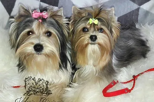 Yorkshire Terrier różne odmiany kolorystyczne PASZPORT!!!, Łódzkie, Sędziejowice-Kolonia