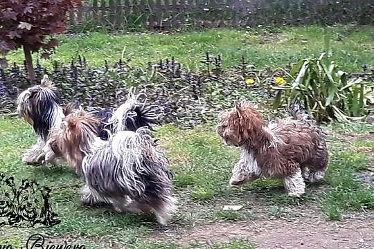 Yorkshire Terrier różne odmiany kolorystyczne PASZPORT!!!, Łódzkie, Sędziejowice-Kolonia