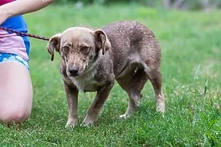 Emma, niewielka, młodziutka, wpatrzona w człowieka