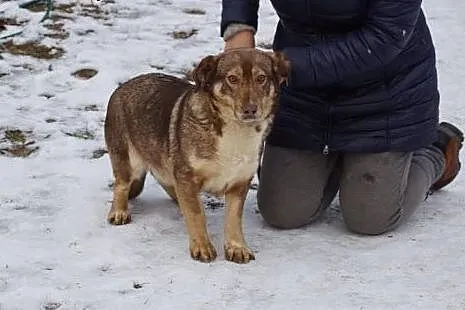 Emma, niewielka, młodziutka, wpatrzona w człowieka