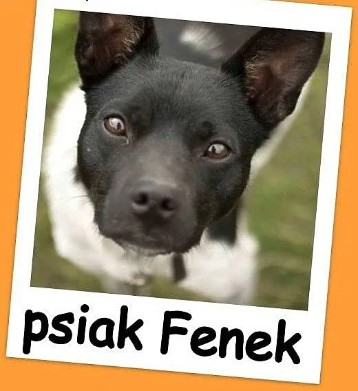 10 kg,2 lata,łagodny psiak FENEK,cichy,spokojny,gr