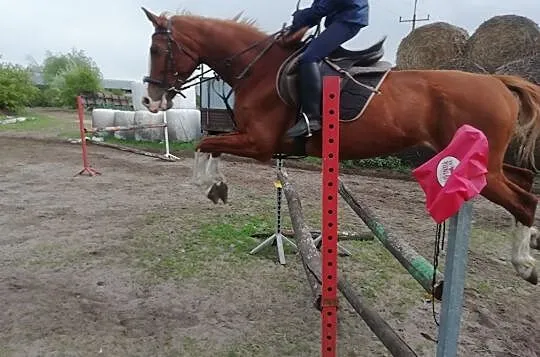 Wydzierżawie pod sport, Wielkopolskie, Śrem
