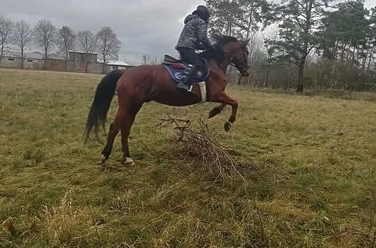 Wydzierżawie pod sport, Wielkopolskie, Śrem