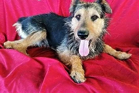 TOBY - piękny, kochany psiak w typie terriera do adopcji, mazowieckie Warszawa, Mazowieckie, Warszawa