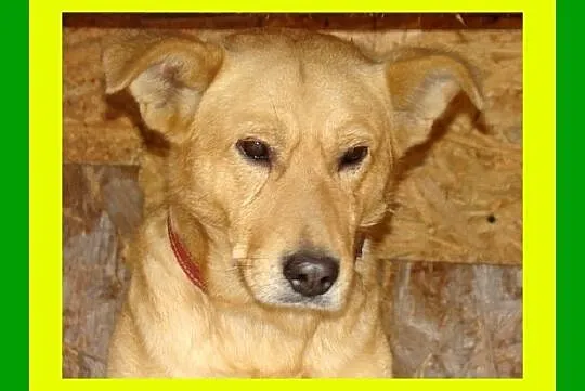 FRYDERYK- młody, łagodny, towarzyski pies, waga 17 kg_Adopcja_