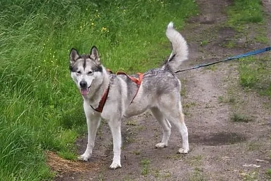 Hera w typie Alaskan Malamute