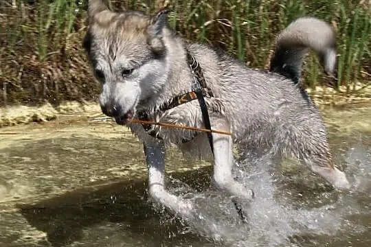 Hera w typie Alaskan Malamute