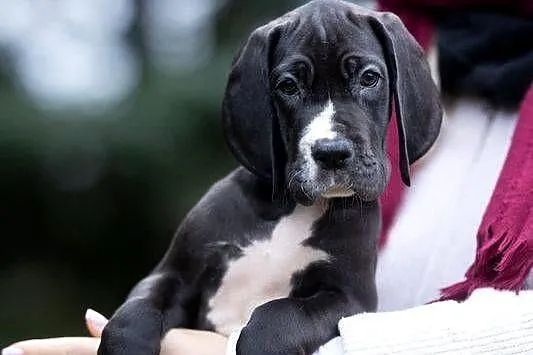Suczka dog niemiecki czarna rodowodowa pomprzebadanych rodzicach