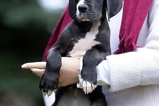 Suczka dog niemiecki czarna rodowodowa pomprzebadanych rodzicach, Mazowieckie, Mszczonów