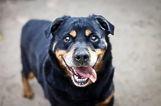Alan - dojrzały rottweiler szuka kochającego domu