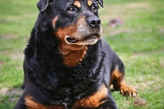 Alan - dojrzały rottweiler szuka kochającego domu