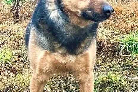 MISIEK - fajny, 3 letni psiak uratowany z łańcucha do adopcji,