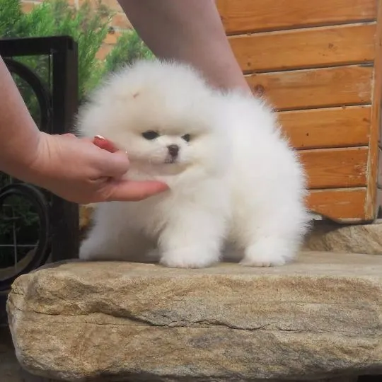 ???? Piękne szczenięta pomeraniana, pies i suczka na sprzedaż ????