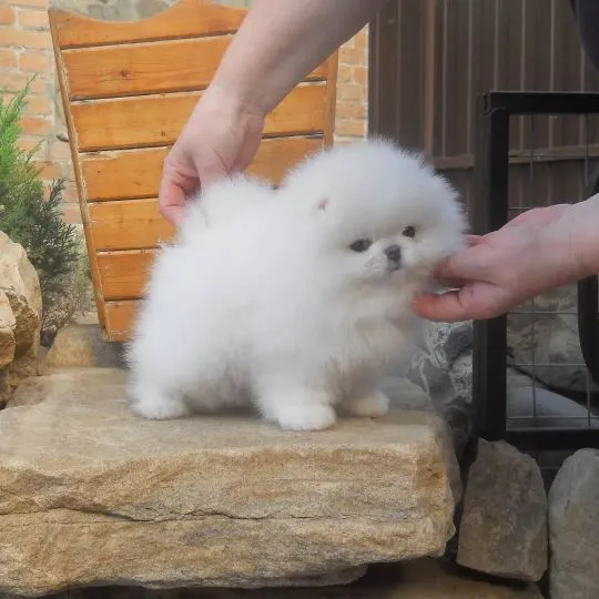 ???? Piękne szczenięta pomeraniana, pies i suczka na sprzedaż ????, , Wrocisławice